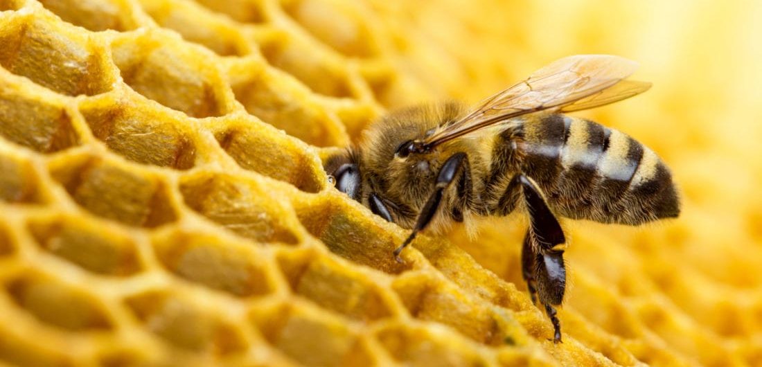 is honey vegan